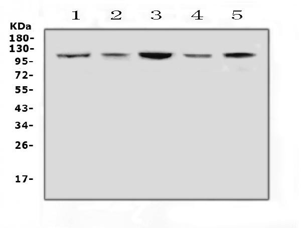 HSP105 Antibody in Western Blot (WB)