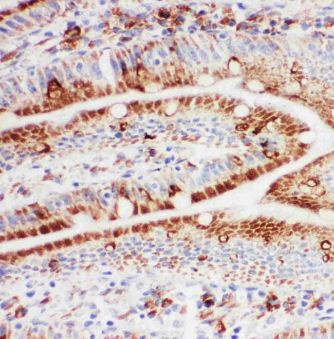 HSP105 Antibody in Immunohistochemistry (Frozen) (IHC (F))