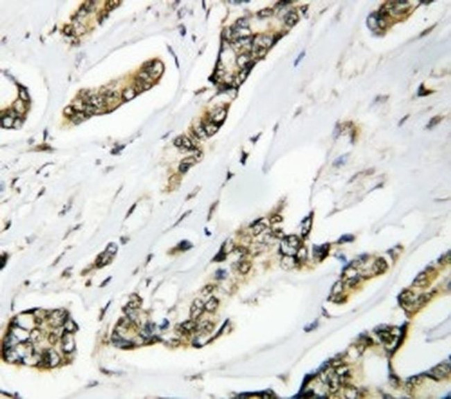 HSP105 Antibody in Immunohistochemistry (Paraffin) (IHC (P))