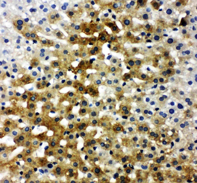 Bone SialoProtein Antibody in Immunohistochemistry (Paraffin) (IHC (P))