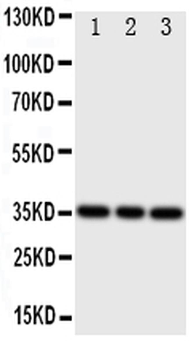 Bone SialoProtein Antibody in Western Blot (WB)