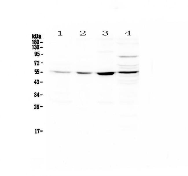 ICAM-2 Antibody in Western Blot (WB)