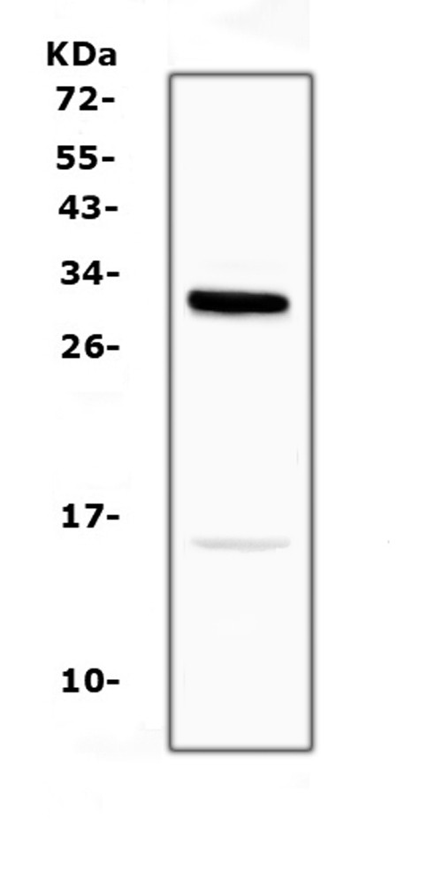 ID2 Antibody in Western Blot (WB)