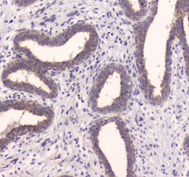 IDE Antibody in Immunohistochemistry (Paraffin) (IHC (P))