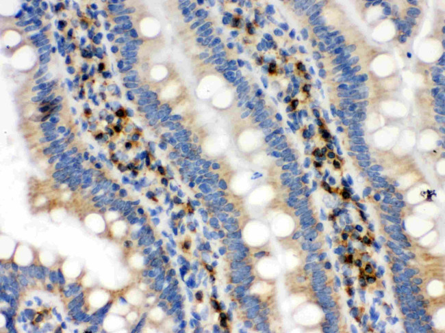 IDH2 Antibody in Immunohistochemistry (Paraffin) (IHC (P))