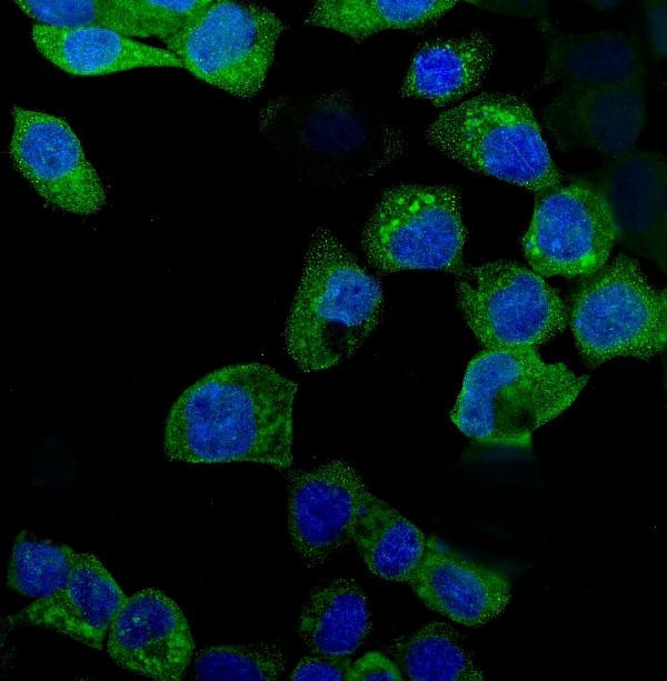 IDO Antibody in Immunocytochemistry (ICC/IF)