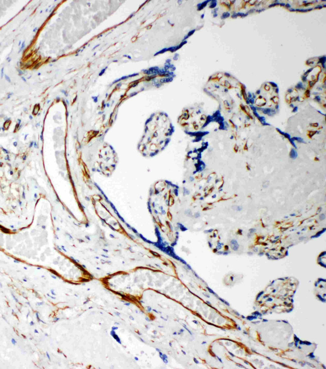 Iduronate 2 Sulfatase Antibody in Immunohistochemistry (Paraffin) (IHC (P))