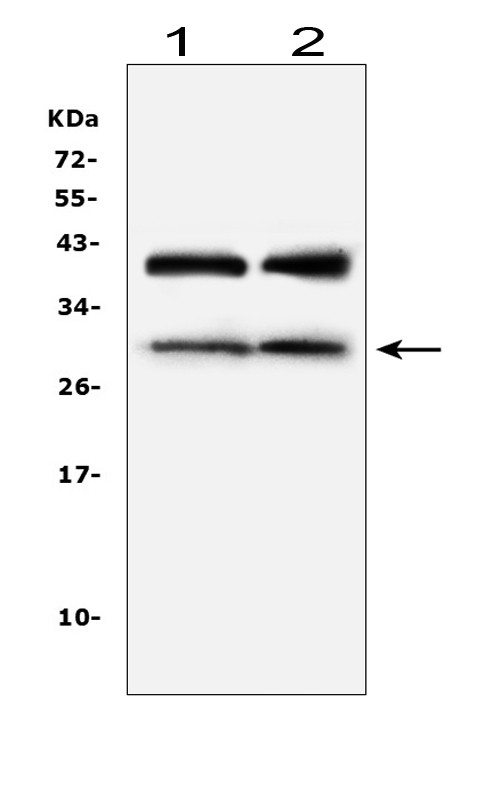 IGFBP-1 Antibody in Western Blot (WB)