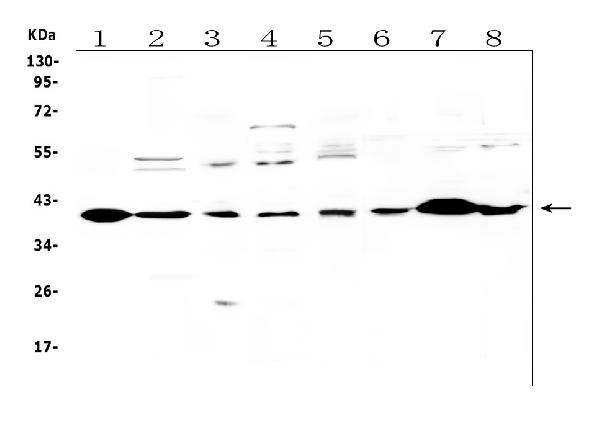 IGFBP3 Antibody in Western Blot (WB)