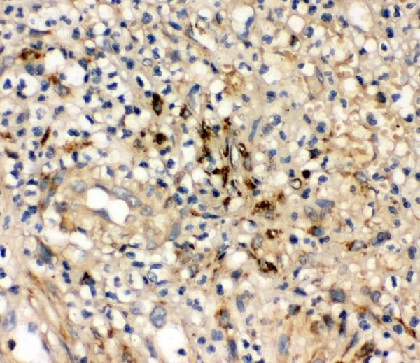 IL-10 Antibody in Immunohistochemistry (Paraffin) (IHC (P))