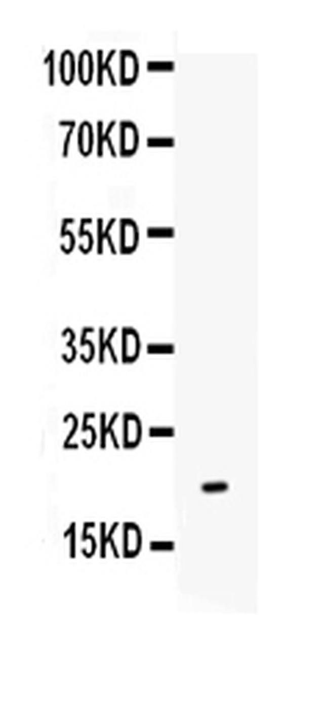 IL-10 Antibody in Western Blot (WB)