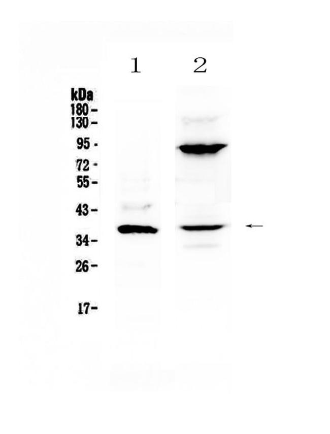 IL-12 p40 Antibody in Western Blot (WB)