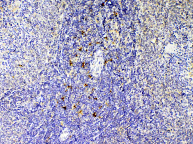 IL-12 p40 Antibody in Immunohistochemistry (Paraffin) (IHC (P))