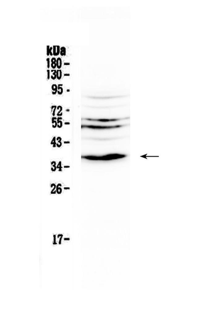 IL-12 p40 Antibody in Western Blot (WB)