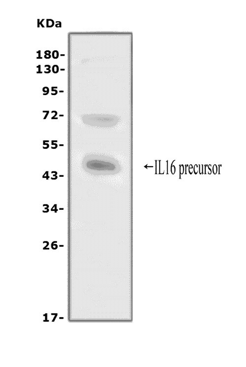 IL-16 Antibody in Western Blot (WB)