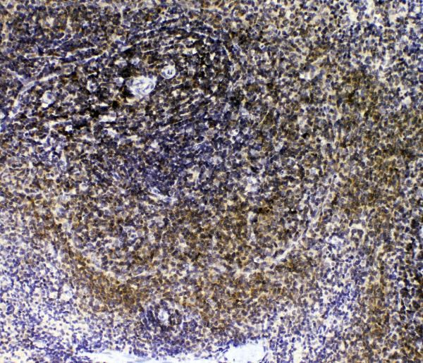 IL-16 Antibody in Immunohistochemistry (Paraffin) (IHC (P))