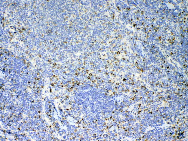 IL-17A Antibody in Immunohistochemistry (Paraffin) (IHC (P))