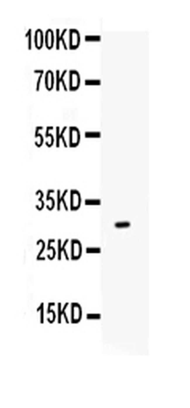 IL-17A Antibody in Western Blot (WB)