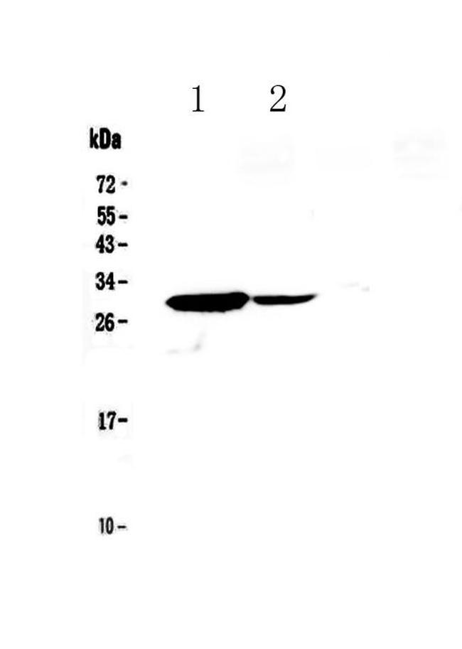 IL17C Antibody in Western Blot (WB)