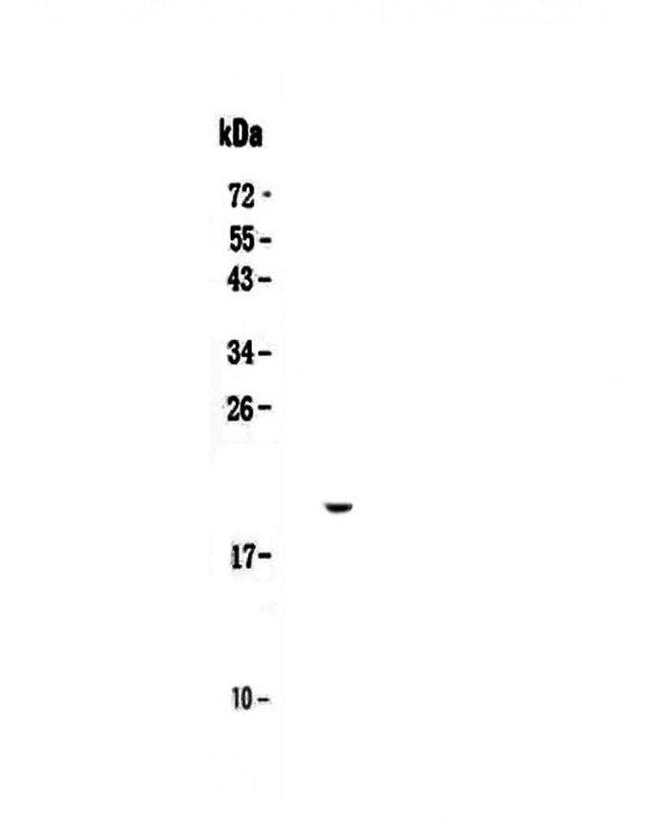 IL17C Antibody in Western Blot (WB)