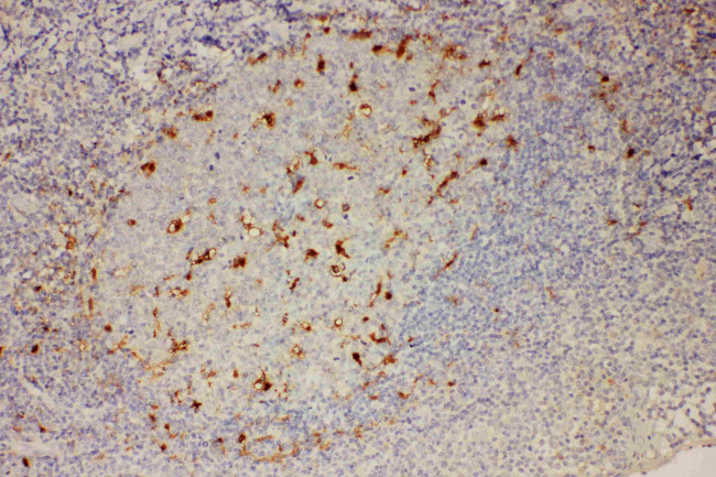 IL-18 Antibody in Immunohistochemistry (Paraffin) (IHC (P))