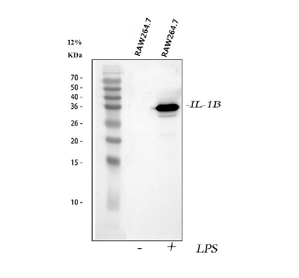 IL-1 beta Antibody in Western Blot (WB)