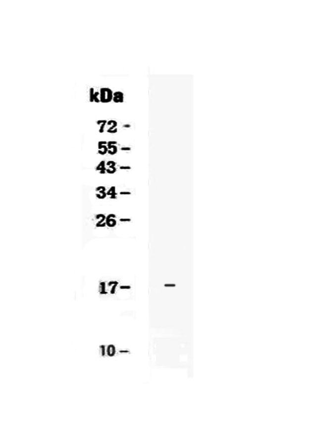 IL-25 Antibody in Western Blot (WB)