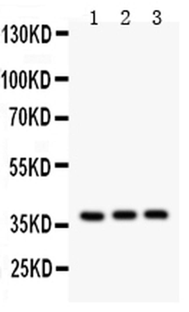 IL-3 Antibody in Western Blot (WB)