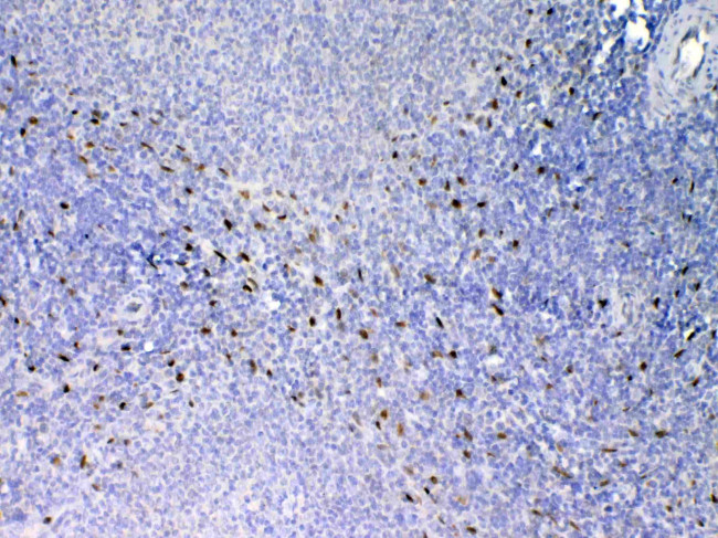 IL-33 Antibody in Immunohistochemistry (Paraffin) (IHC (P))