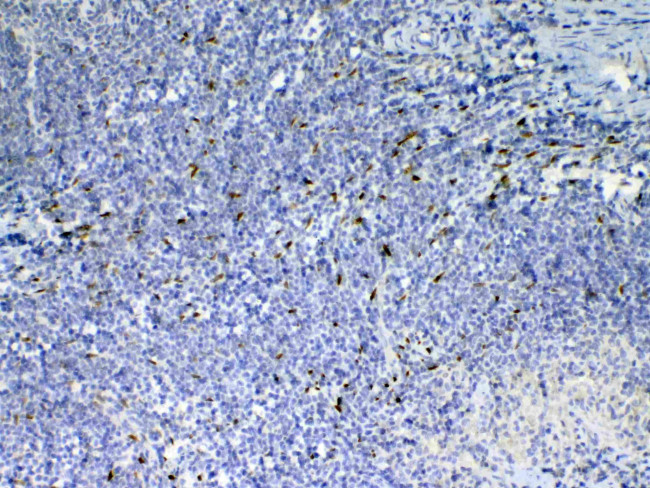 IL-33 Antibody in Immunohistochemistry (Paraffin) (IHC (P))