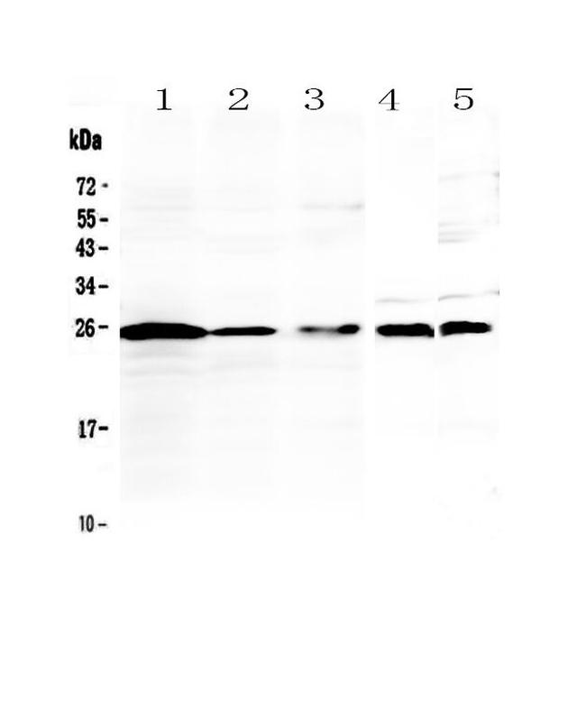 IL1F6 Antibody in Western Blot (WB)