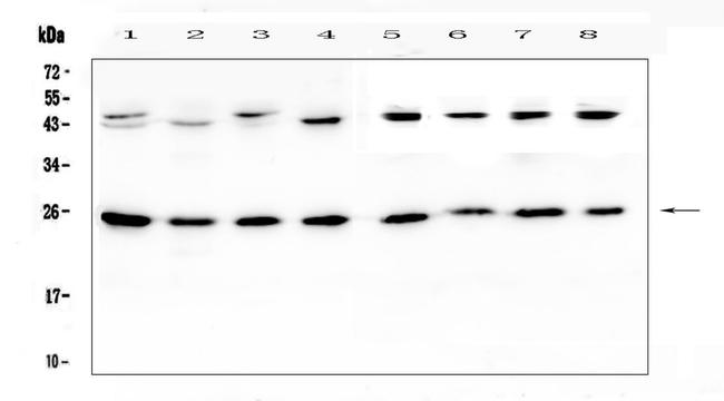 IL1F6 Antibody in Western Blot (WB)