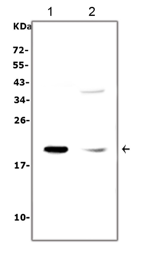 IL-7 Antibody in Western Blot (WB)
