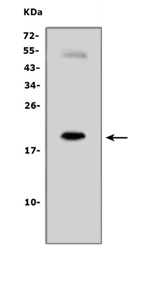 IL-7 Antibody in Western Blot (WB)