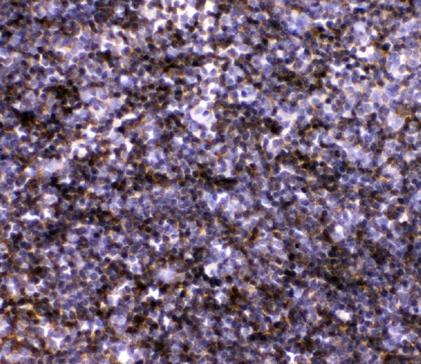 IL-7 Antibody in Immunohistochemistry (Paraffin) (IHC (P))