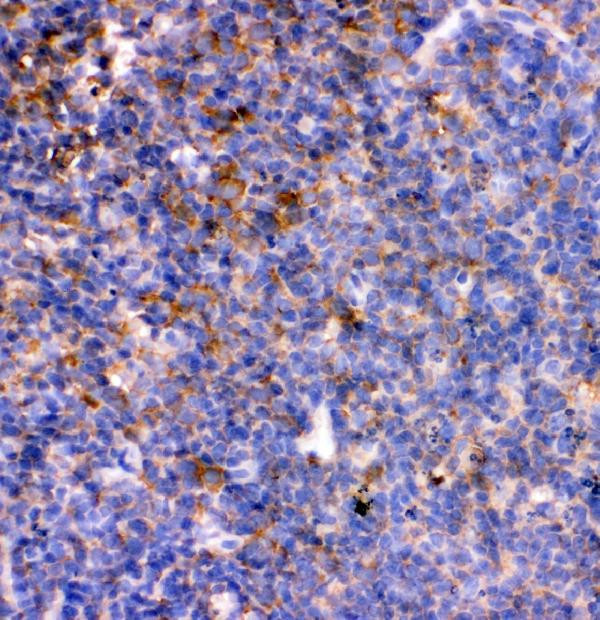 IL-7 Antibody in Immunohistochemistry (Paraffin) (IHC (P))