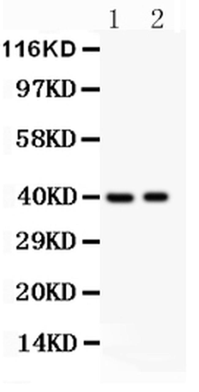 IRF4 Antibody in Western Blot (WB)