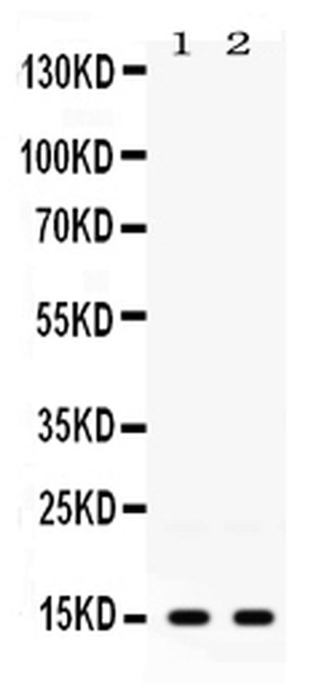 ISG15 Antibody in Western Blot (WB)