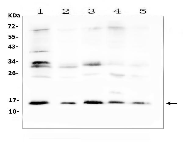 ISG15 Antibody in Western Blot (WB)