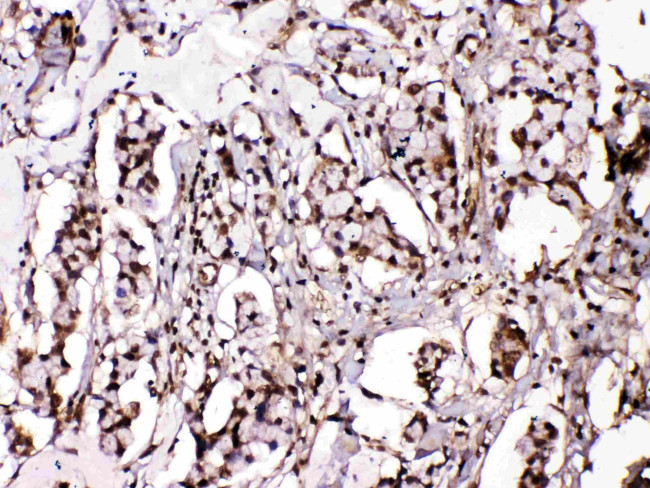 ISL1 Antibody in Immunohistochemistry (Paraffin) (IHC (P))