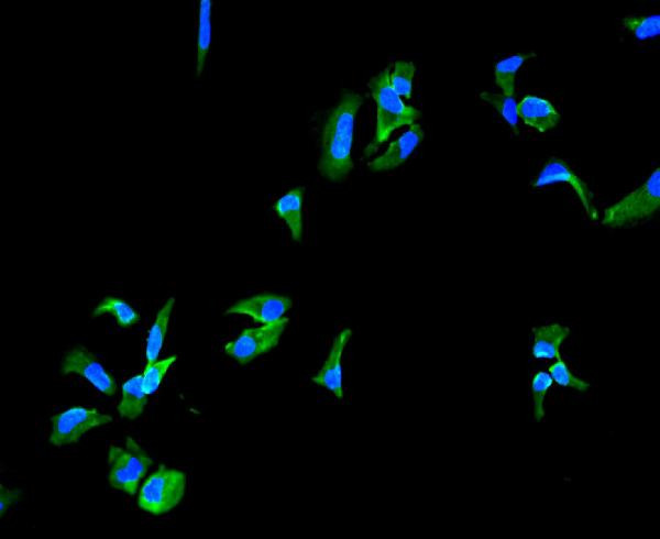 CD49e (Integrin alpha 5) Antibody in Immunocytochemistry (ICC/IF)