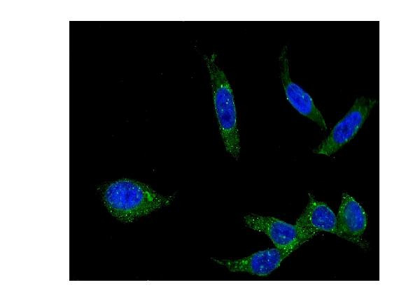 CD49e (Integrin alpha 5) Antibody in Immunocytochemistry (ICC/IF)