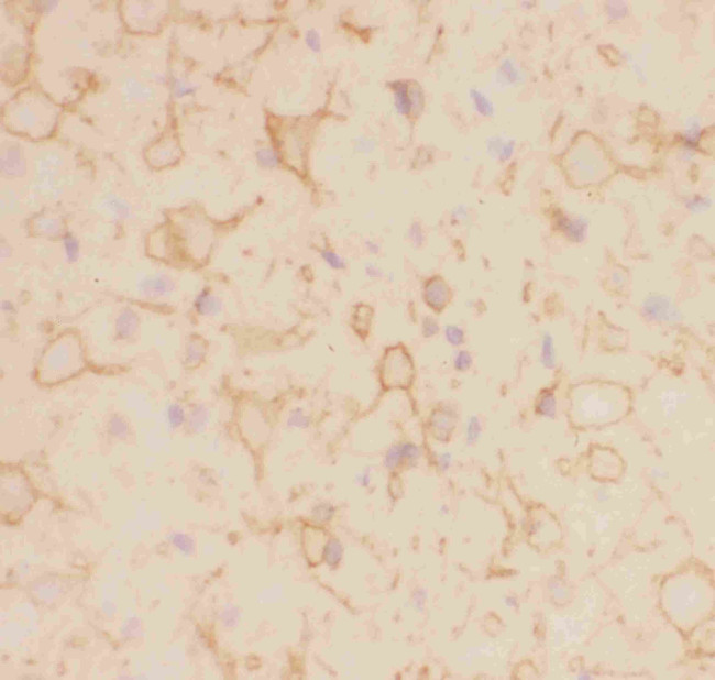 KV2.1 (KCNB1) Antibody in Immunohistochemistry (Frozen) (IHC (F))