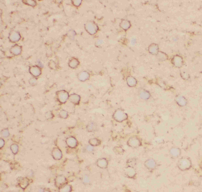 KV2.1 (KCNB1) Antibody in Immunohistochemistry (Frozen) (IHC (F))