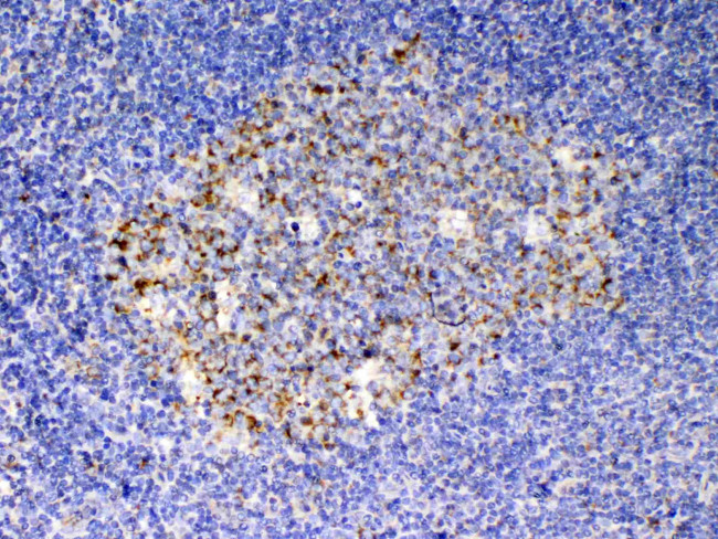 SCF Antibody in Immunohistochemistry (Paraffin) (IHC (P))