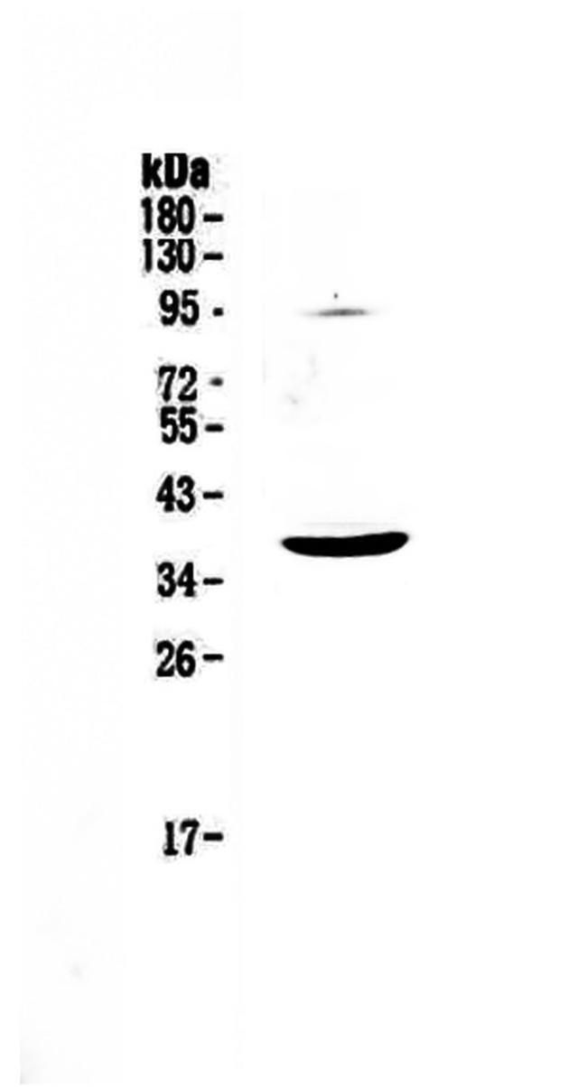 SCF Antibody in Western Blot (WB)