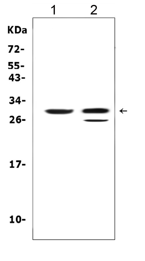 Kallikrein 1 Antibody in Western Blot (WB)