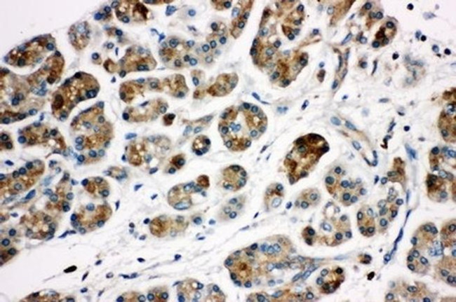 Kallikrein 1 Antibody in Immunohistochemistry (Paraffin) (IHC (P))