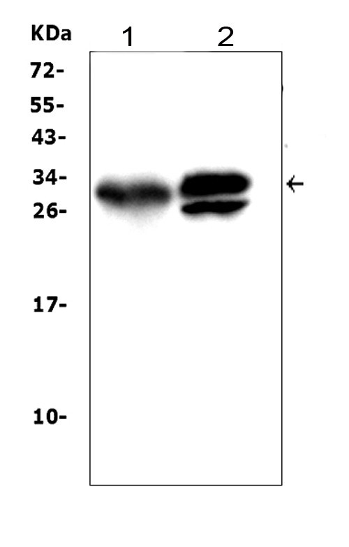 Kallikrein 1 Antibody in Western Blot (WB)