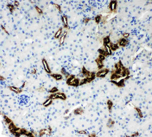 Kallikrein 1 Antibody in Immunohistochemistry (Paraffin) (IHC (P))